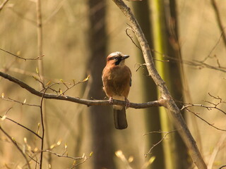 A jay bird sitting on a tree branch