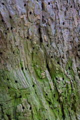 A beautiful closeup of a dead tree bark and trunk. Early spring scenery of Latvia woodlands, Europe.
