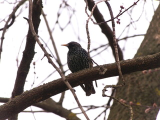 A starling bird sitting on a tree branch