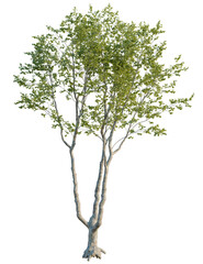 Obraz premium Platanus orientalis tree front view, cutout, 4k png, transparent background, isolate, Majestic tree with vibrant green leaves, perfect for nature designs