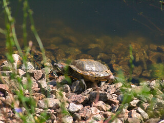 A Turtle is seen sunbathing behind green grass