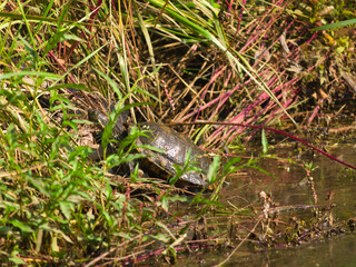 A Turtle is seen sunbathing behind green grass