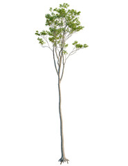 Fototapeta premium Quercus robur tree front view, cutout, transparent background, 4k isolate, Elegant tree with light green leaves adds a touch of nature's beauty