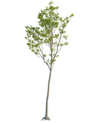 Quercus robur tree front view, cutout, transparent background, 4k isolate, Lush tree with vibrant green leaves for peaceful, natural designs