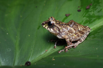Philautus aurifaciatus closeup on green leaves, Philautus aurifaciatus on branch,  Close-up Philautus aurifasciatus tree frog