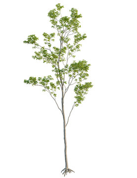 Quercus robur tree front view, cutout, transparent background, 4k isolate, Young tree sapling with fresh green leaves for springtime growth design