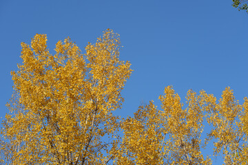 Golden Yellow Poplar Leaves Against a Clear Blue Sky in Autumn