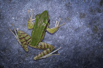 a Odorrana hosii frog seen close up on a ground at night, Hose's frog (Odorrana hosii) is a true...