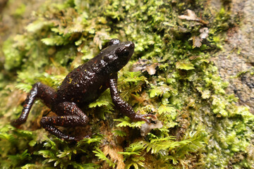 Bleeding Toad or Leptophryne cruentata closeup on stone, Leptophryne cruentata closeup on isolated background, Indonesian toad, Bleeding toad