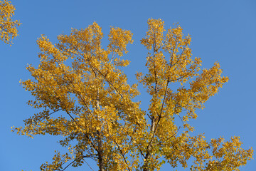 Golden Yellow Poplar Leaves Against a Clear Blue Sky in Autumn