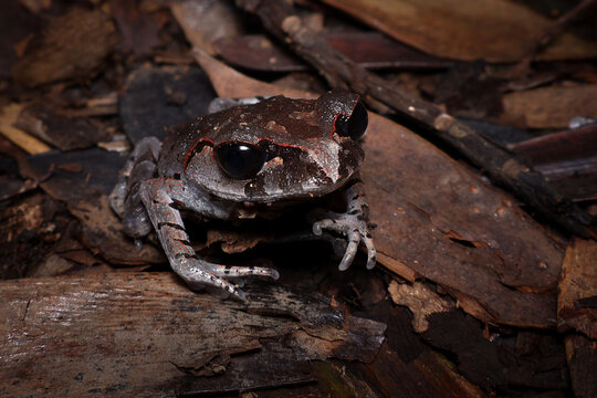 Close-up portrait of hasselt's litter frog (Leptobrachium hasseltii) on log, Wild Asian toad-like frog perched on tree root in tropical jungle, Dark-Colored Leptobrachium hasseltii blending into fores