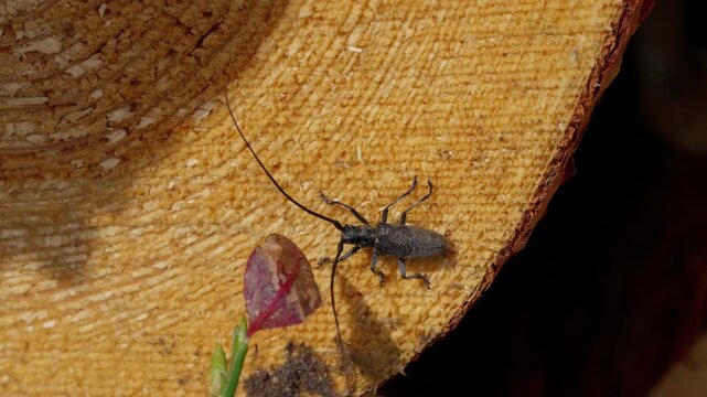 The small black spruce sawyer, a wood-boring beetle, sits on a pine in extreme close-up. A leaf nudges it slightly, showing body details and texture of the wood.