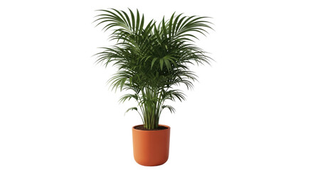 Isolated decorative areca palm plant in a pot for indoor design, on neutral background