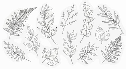 Botanical line art illustration of various leaves and branches.