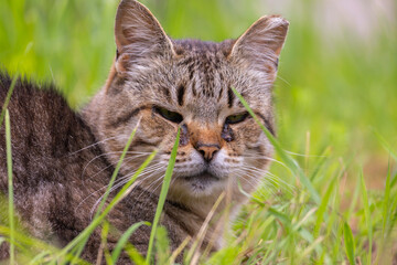 A beautiful portrait of a homeless house cat living in a colony. Animals outside during summer. Latvia, Europe. © dachux21