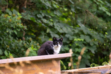 Fototapeta premium A beautiful portrait of a homeless house cat living in a colony. Animals outside during summer. Latvia, Europe.