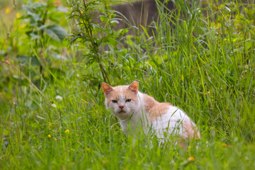A beautiful portrait of a homeless house cat living in a colony. Animals outside during summer. Latvia, Europe.