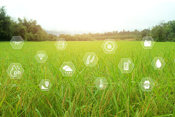 Smart agriculture technology in a rice field with digital icons showing soil pH, weather, moisture, drone, and mobile monitoring for data-driven precision farming, sustainable food production.