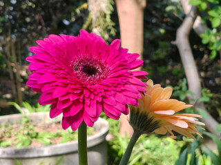 Bright purple red flowers in the garden, also known as Gerbera daisy, are popular flowers that are planted as garden decorations or in vases.