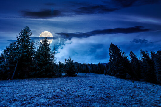 wonderful countryside landscape in springtime at night. row of spruce trees on a hill in full moon light. meadow with weathered grass. cloudy sky. backdrop for fiction art or mystery concepts