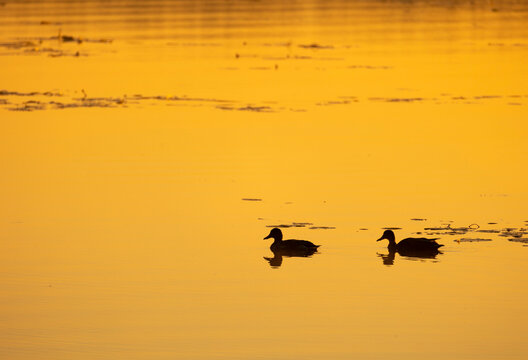 A beautiful mallard ducks swimming in a golden lake. A summer sunset scenery with birds in Latvia, Europe.