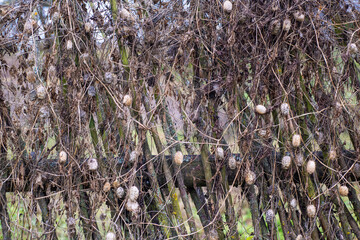 Overgrown wooden fence with dried vines and seed pods