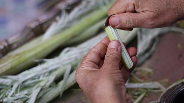 Traditional Hand-Cleaning Method for Cardoon &ndash; Cardoon Culinary Guide: How to Cook With Cardoons, Celery-Like Stalks, Cynara cardunculus Preparation