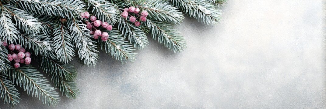 White background with a row of evergreen trees with pink berries