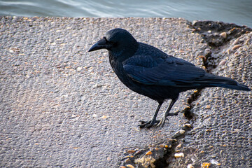 A Carrion Crow waiting for feathers to dry after a bath in the river Trent in Nottingham, UK.