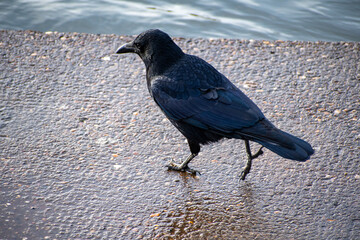 A Carrion Crow waiting for feathers to dry after a bath in the river Trent in Nottingham, UK.