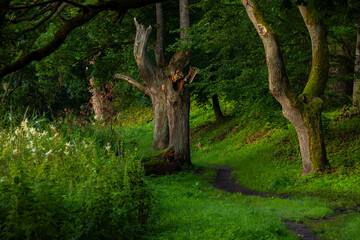 A beautiful parkland scenery basking in a golden summer sunrise light. Trees growing in a park in Latvia, Europe.