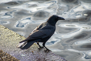 A Carrion Crow waiting for feathers to dry after a bath in the river Trent in Nottingham, UK.