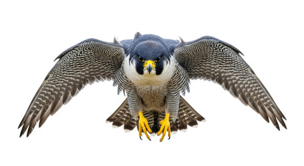 Isolated Peregrine Falcon flying, majestic bird of prey in flight, wings spread open wide