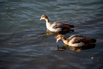 Egyptian Geese paddling on the water of the river Trent in Nottingham, UK.
