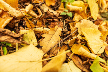 English forest floor with dead leaves