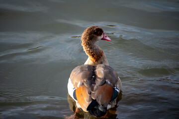 An Egyptian Goose paddling on the water of the river Trent in Nottingham, UK.