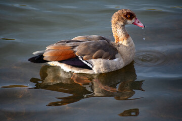 An Egyptian Goose paddling on the water of the river Trent in Nottingham, UK.