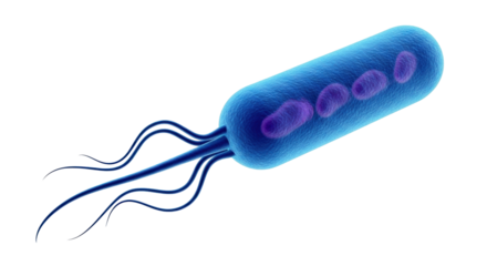 Isolated rod-shaped bacterium with flagella, cell structure medical research and microbiology