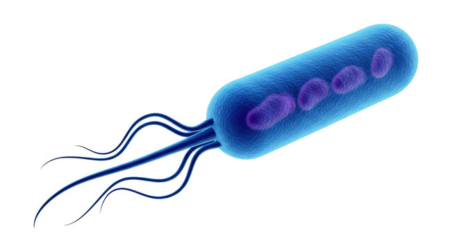 Isolated rod-shaped bacterium with flagella, cell structure medical research and microbiology