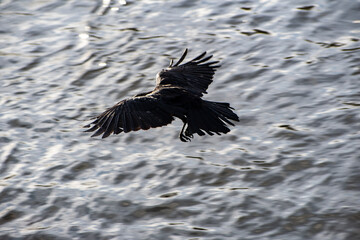 A Carrion Crow in flight over the water on the river Trent in Nottingham, UK.