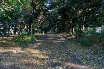 Quiet Pathway Through the Trees with Fallen Leaves