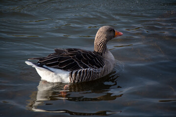 A close-up view of  a Greylag Goose standing on the waterfront on the river Trent in Nottingham, UK.