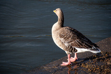 A close-up view of  a Greylag Goose standing on the waterfront on the river Trent in Nottingham, UK.