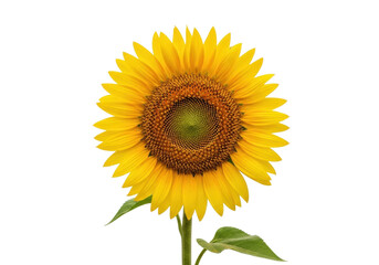 Isolated, bright yellow sunflower flower in full bloom showing center, petals, stem and leaves