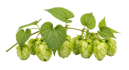 Isolated humulus lupulus hop plant branch, cultivated beer ingredient, fresh, green