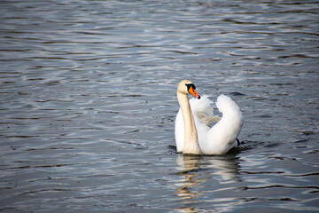 A close-up view of a Mute Swan paddling on the river Trent in Nottingham, UK.
