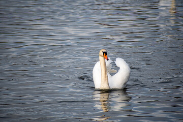 A close-up view of a Mute Swan paddling on the river Trent in Nottingham, UK.