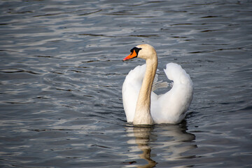 Naklejka premium A close-up view of a Mute Swan paddling on the river Trent in Nottingham, UK.
