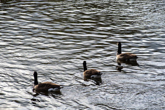 Three Canada Geese swimming on the water of the river Trent in Nottingham, UK.