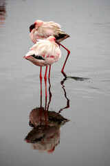 Flamants rose a Swakopmund, Namibie